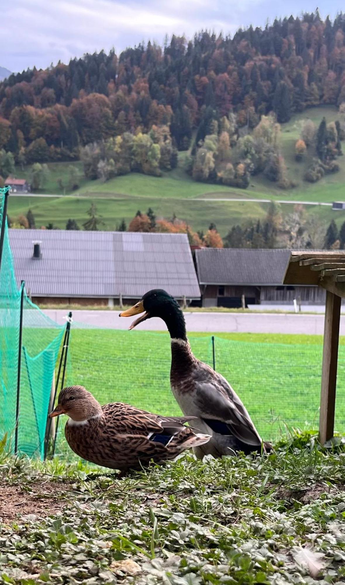Ferienwohnung Schoenenbuehl Hittisau Exteriér fotografie